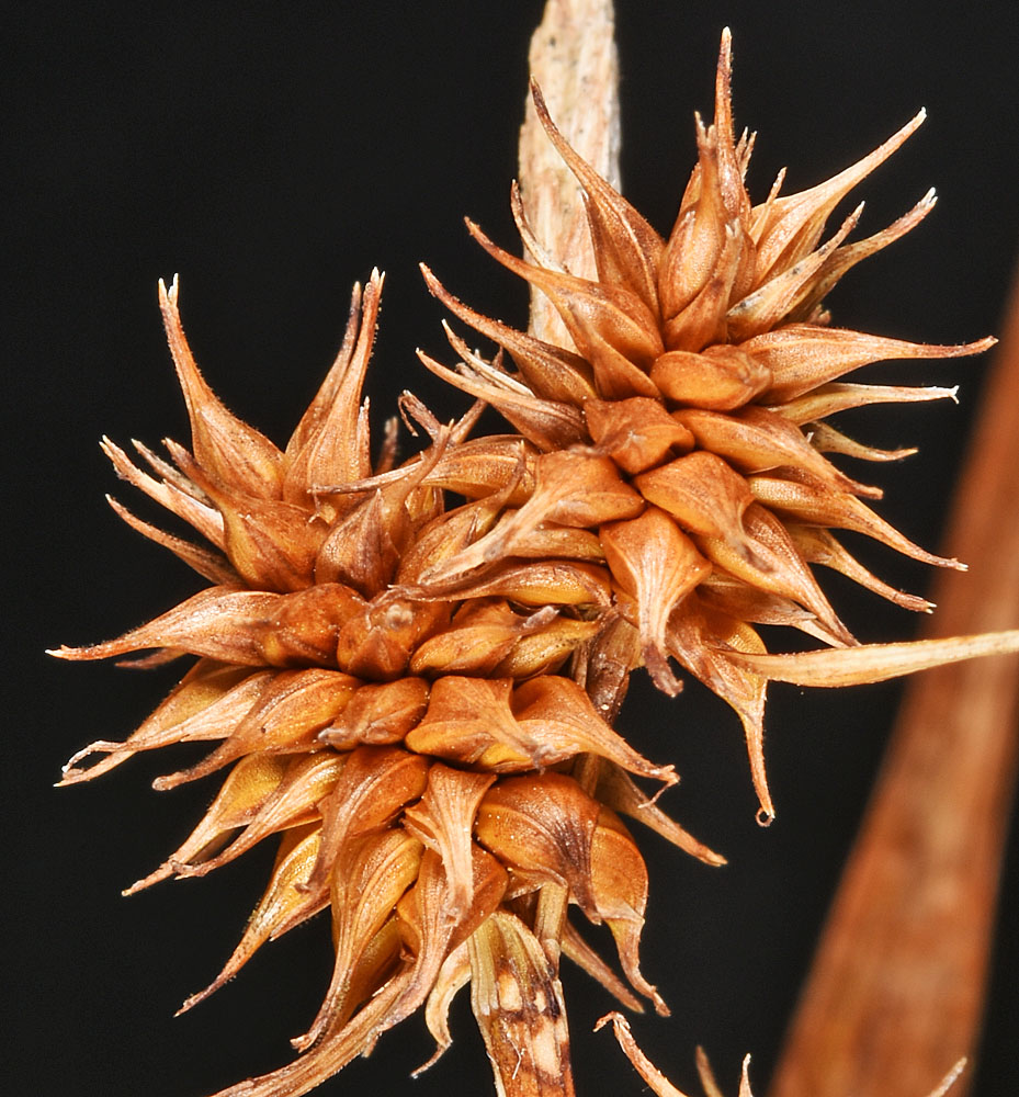 Flora of Eastern Washington Image: Carex flava