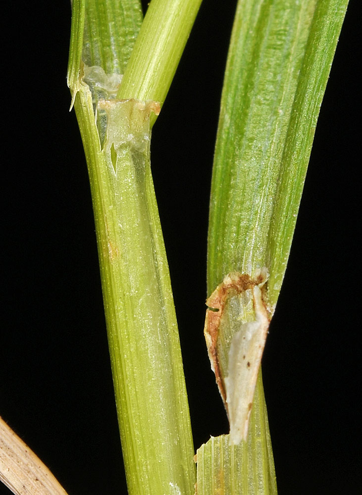 Flora of Eastern Washington Image: Carex flava