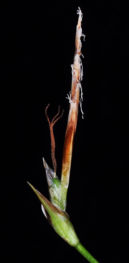 Flora of Eastern Washington Image: Carex geyeri