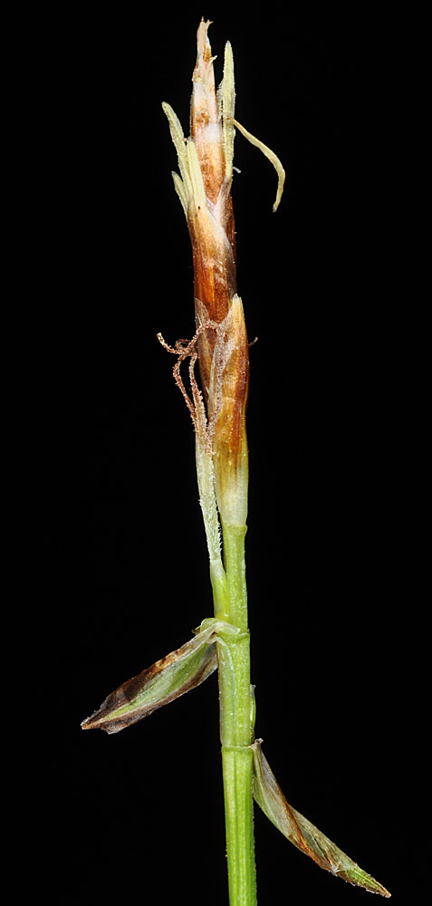 Flora of Eastern Washington Image: Carex geyeri
