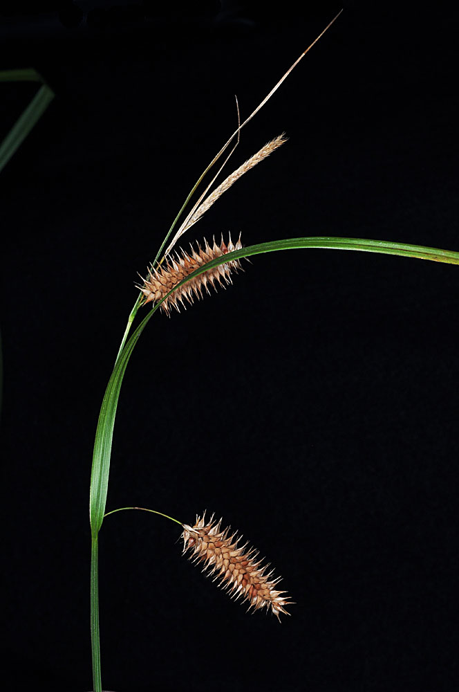 Flora of Eastern Washington Image: Carex hystericina