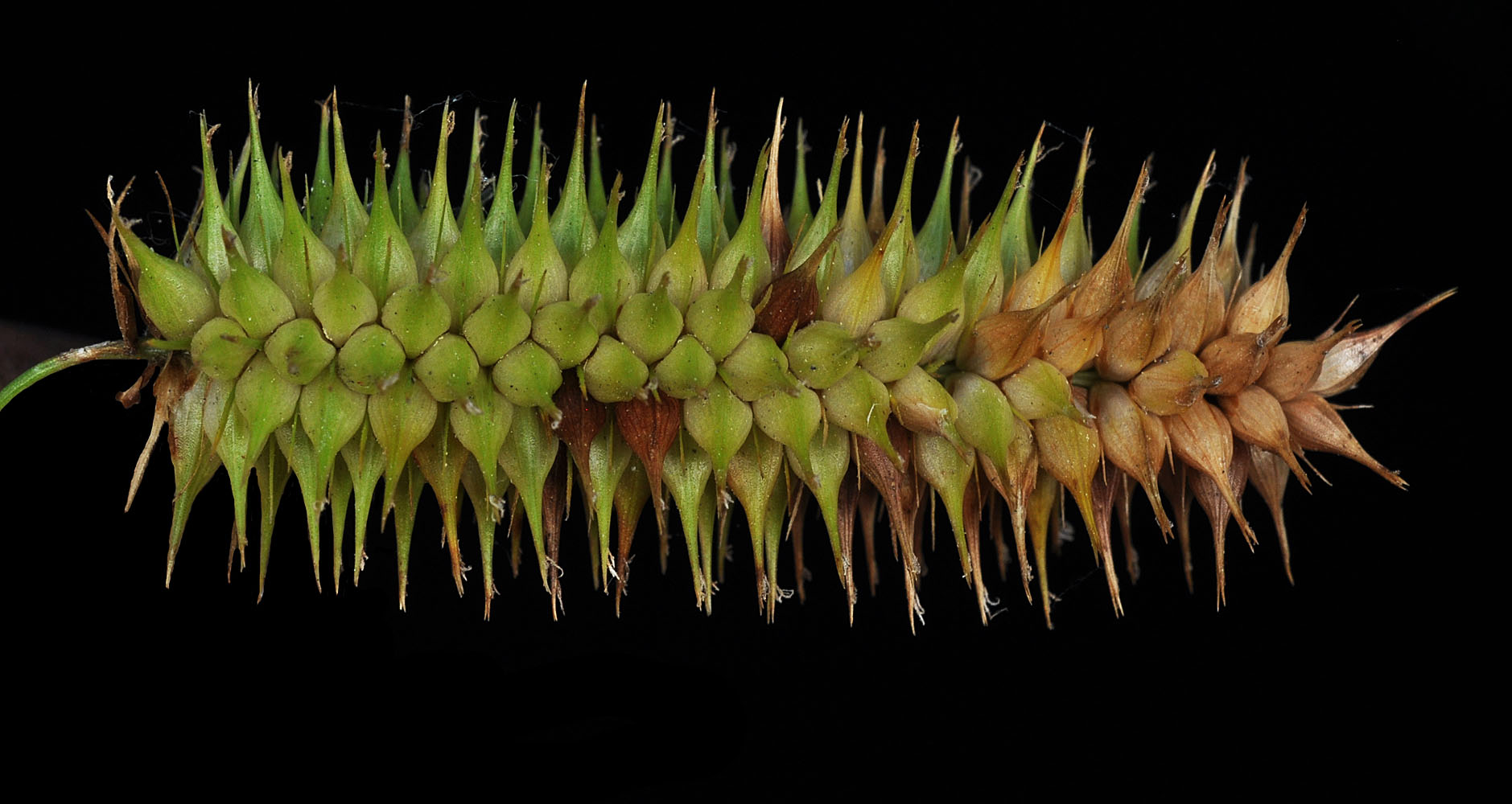 Flora of Eastern Washington Image: Carex hystericina