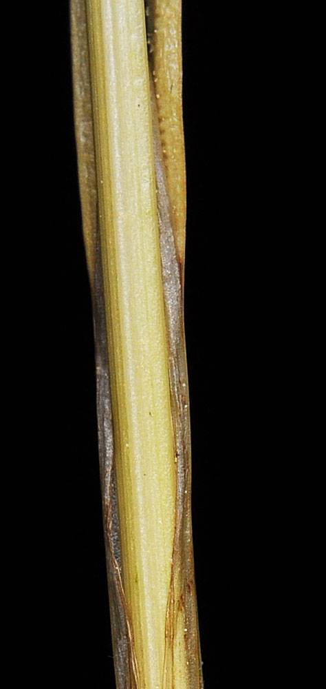 Flora of Eastern Washington Image: Carex infirminervia