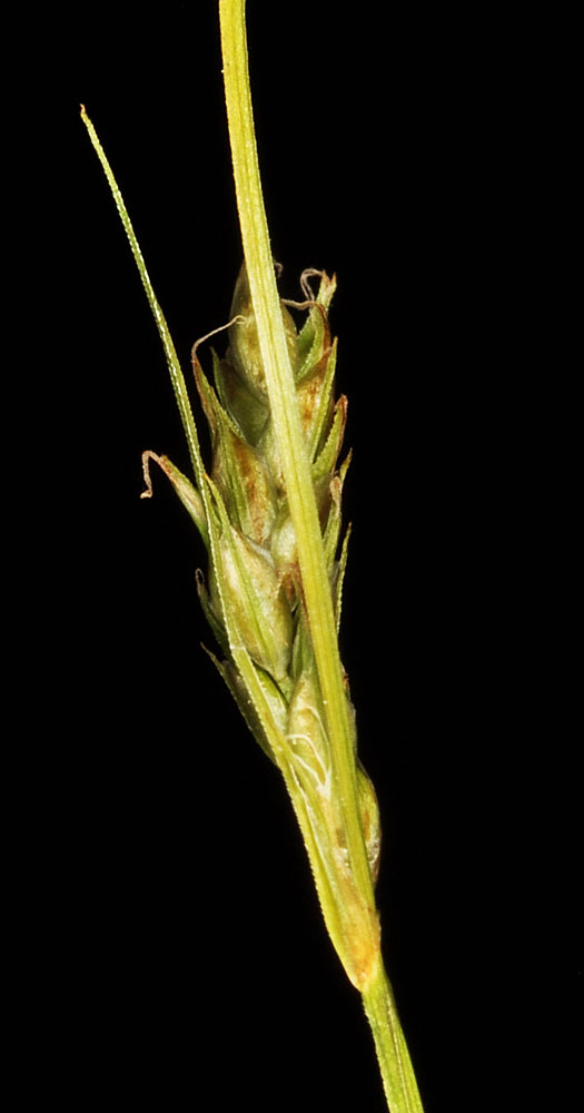 Flora of Eastern Washington Image: Carex infirminervia