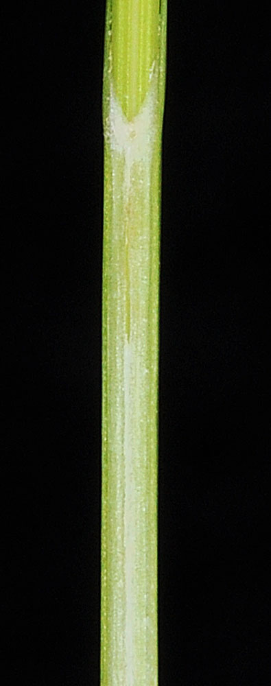 Flora of Eastern Washington Image: Carex interior