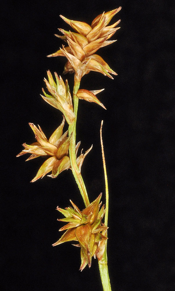 Flora of Eastern Washington Image: Carex interior