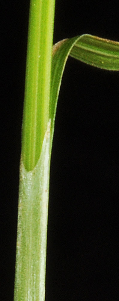 Flora of Eastern Washington Image: Carex laeviculmis