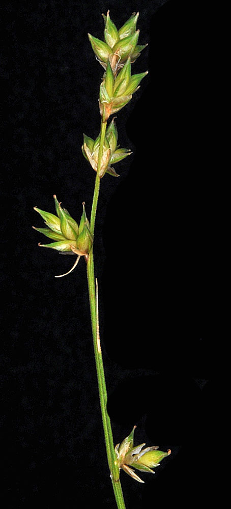 Flora of Eastern Washington Image: Carex laeviculmis