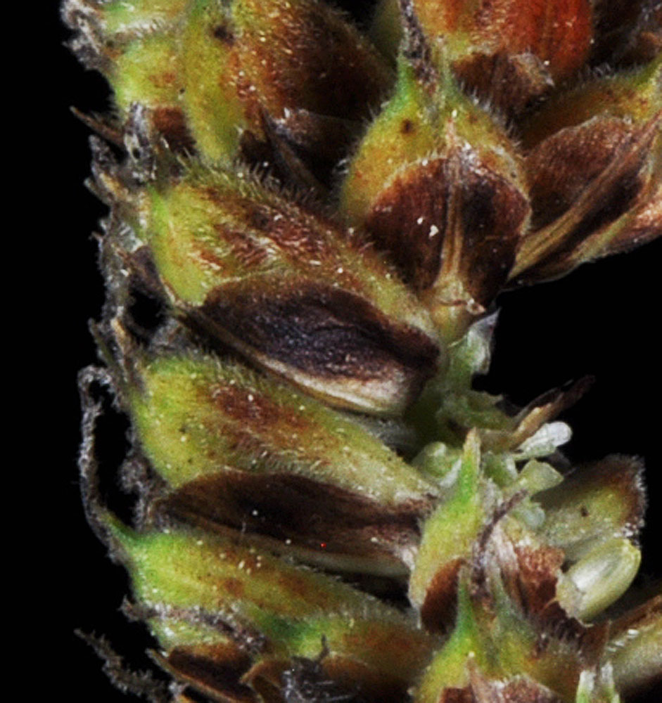 Flora of Eastern Washington Image: Carex lasiocarpa