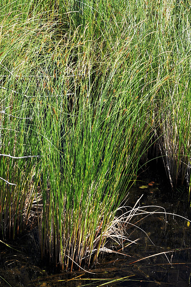 Flora of Eastern Washington Image: Carex lasiocarpa