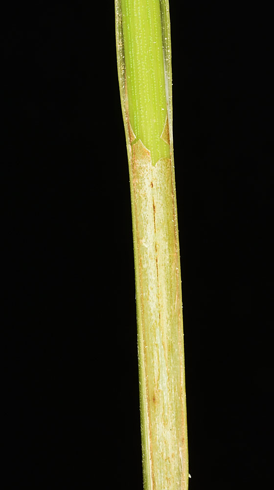 Flora of Eastern Washington Image: Carex lenticularis