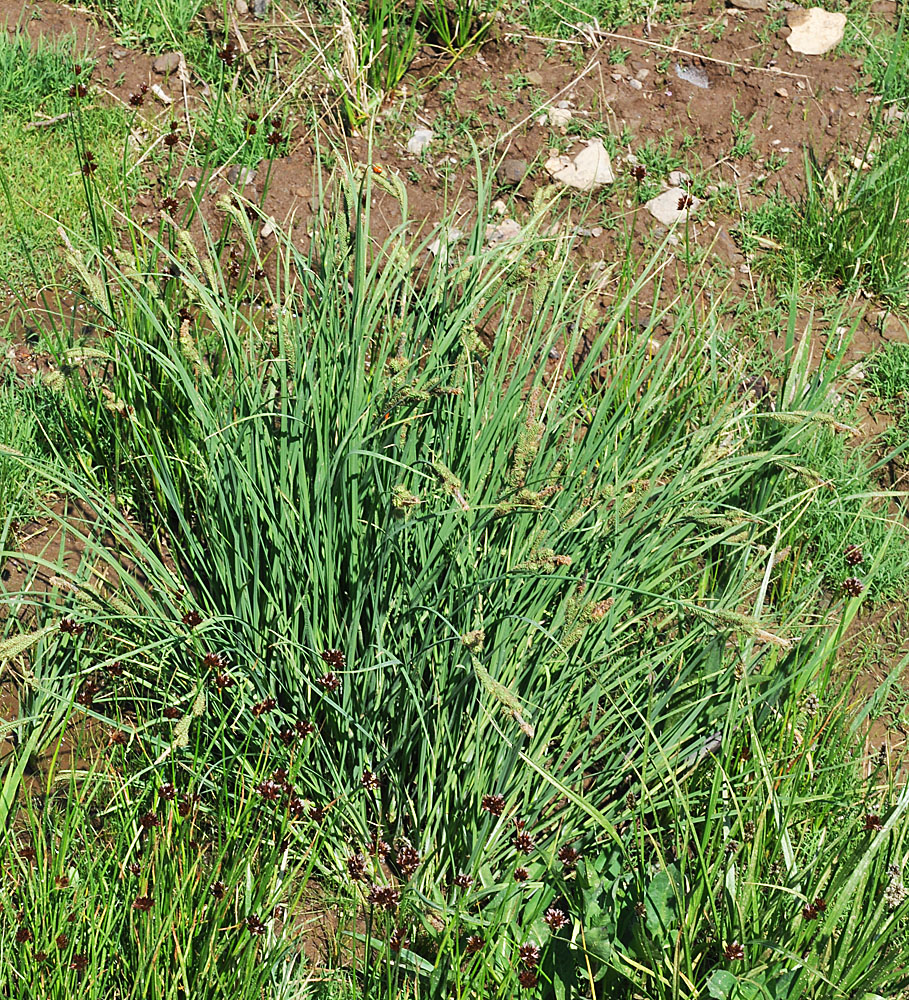 Flora of Eastern Washington Image: Carex kelloggii