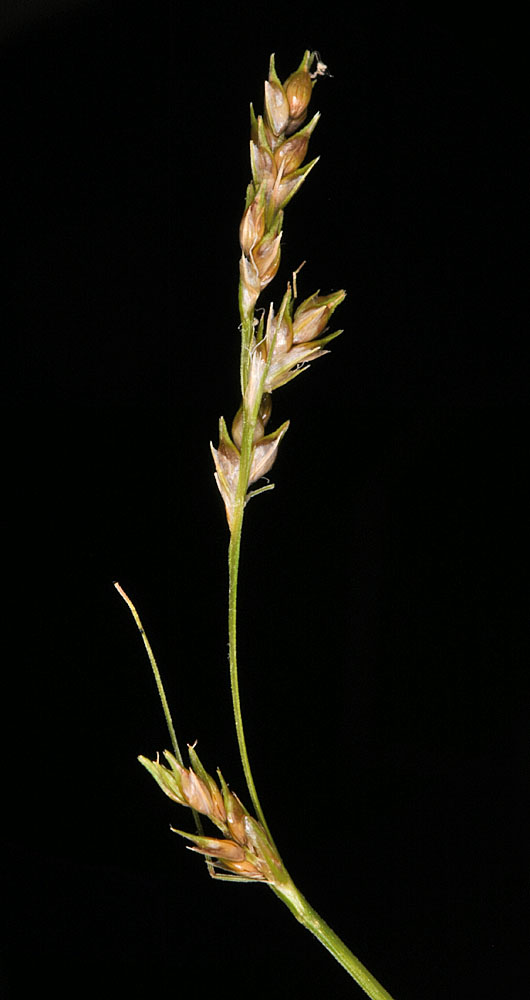 Flora of Eastern Washington Image: Carex leptopoda
