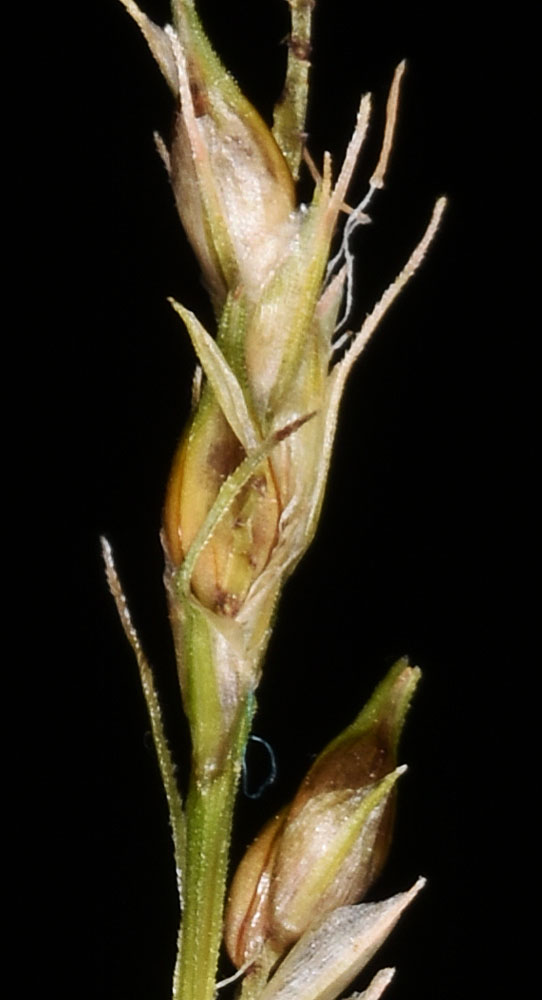 Flora of Eastern Washington Image: Carex leptopoda
