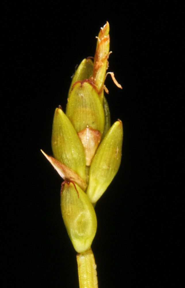 Flora of Eastern Washington Image: Carex leptalea