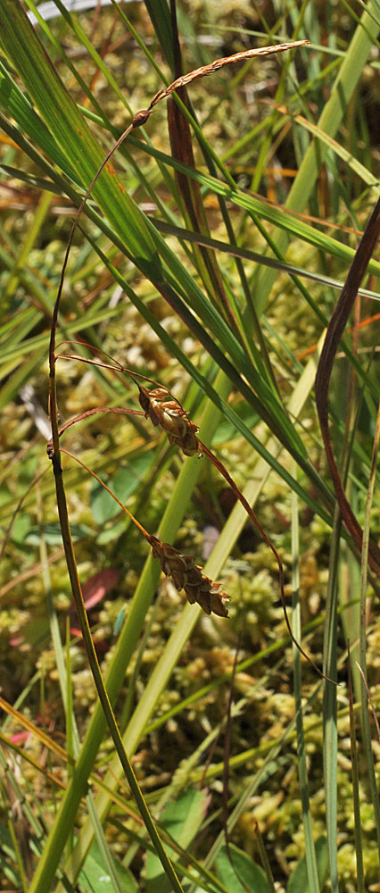 Flora of Eastern Washington Image: Carex limosa