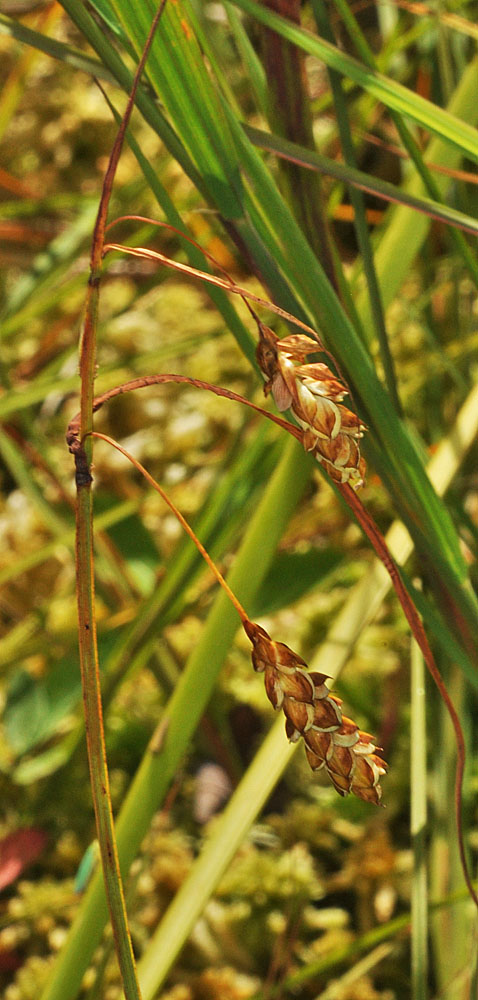 Flora of Eastern Washington Image: Carex limosa