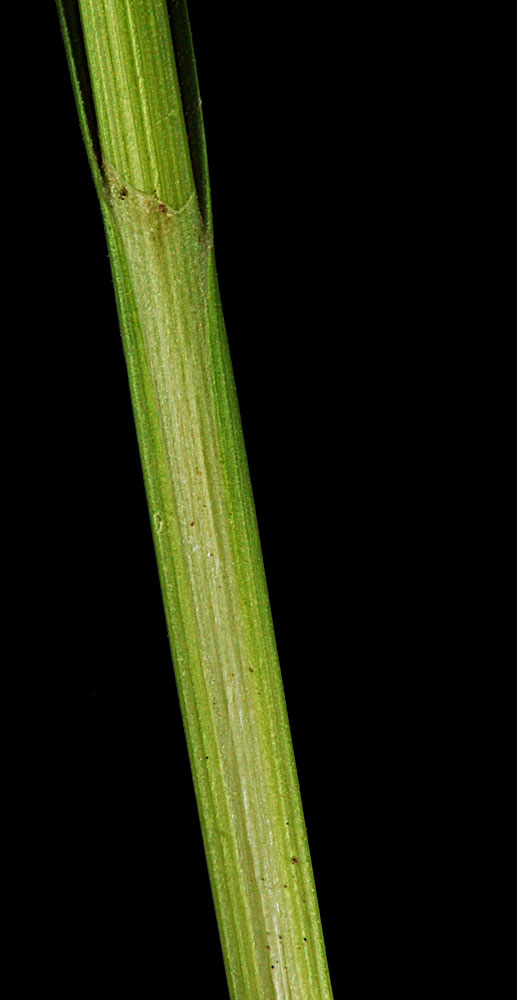Flora of Eastern Washington Image: Carex microptera