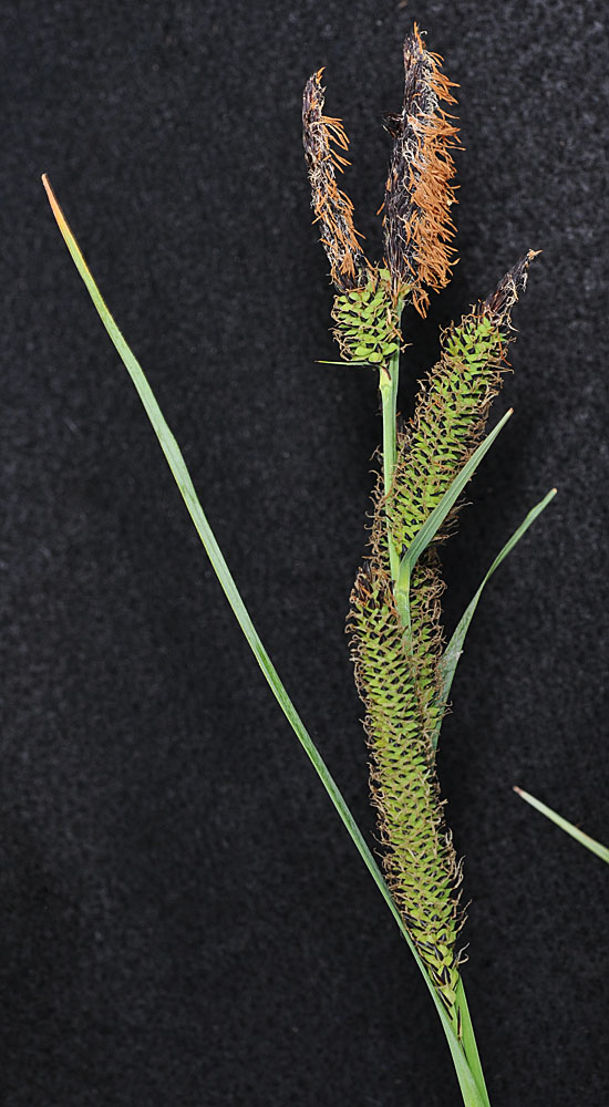 Flora of Eastern Washington Image: Carex nebrascensis