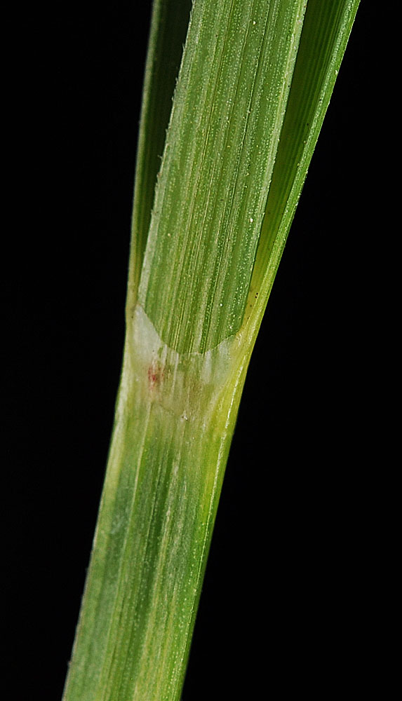Flora of Eastern Washington Image: Carex nebrascensis
