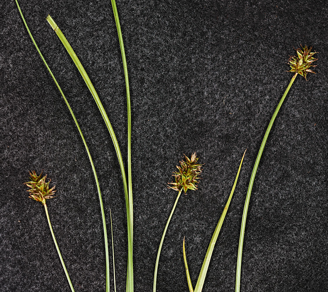 Flora of Eastern Washington Image: Carex pachystachya