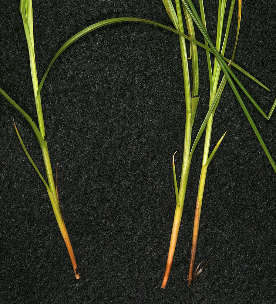 Flora of Eastern Washington Image: Carex pachystachya