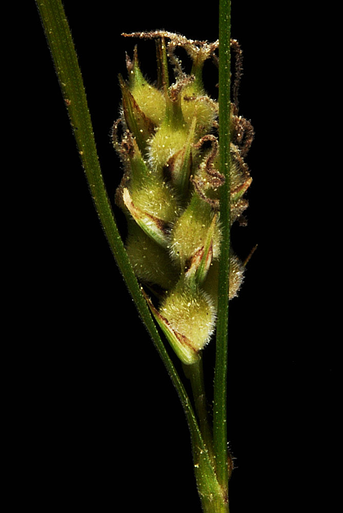 Flora of Eastern Washington Image: Carex pellita