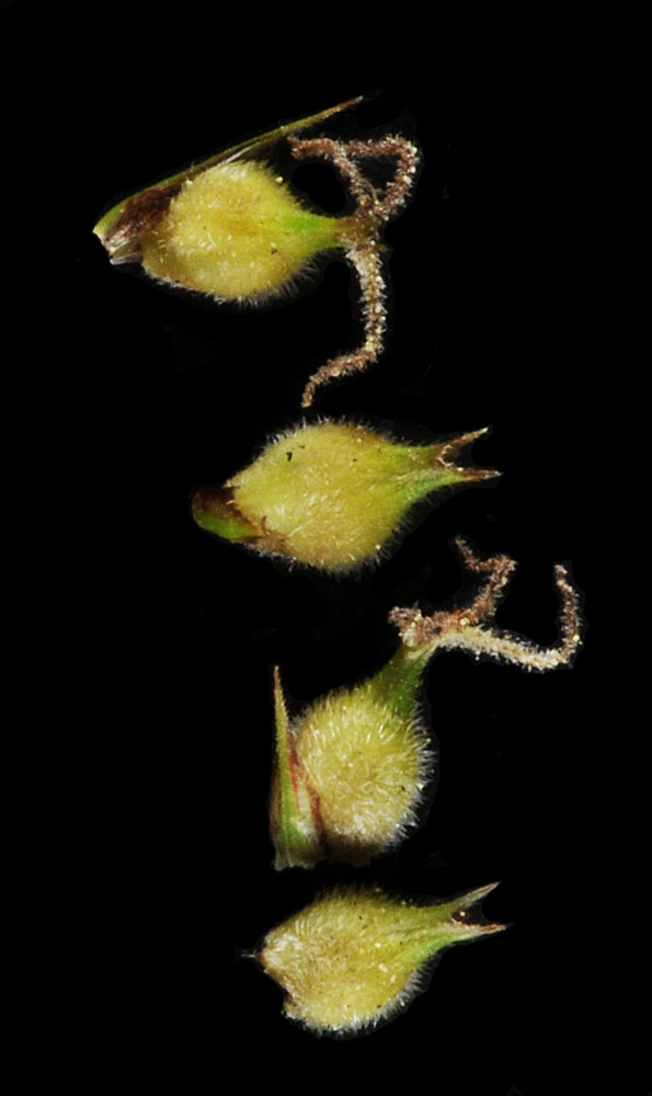 Flora of Eastern Washington Image: Carex pellita