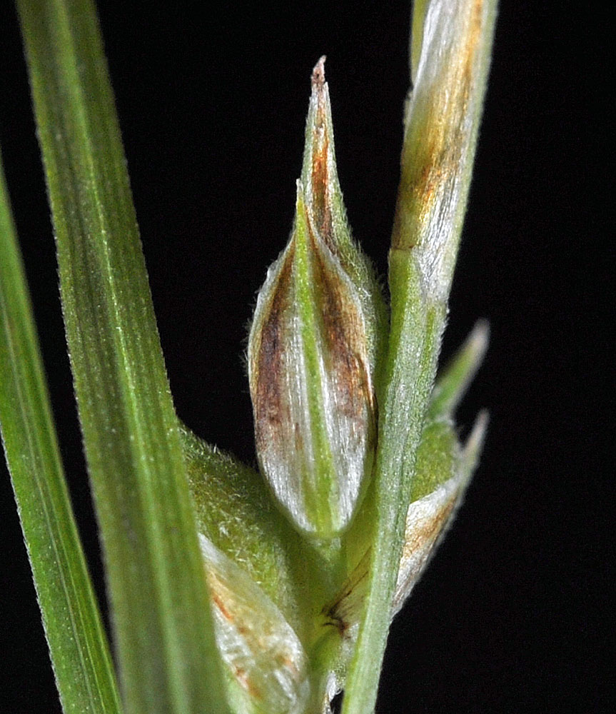 Flora of Eastern Washington Image: Carex rossii