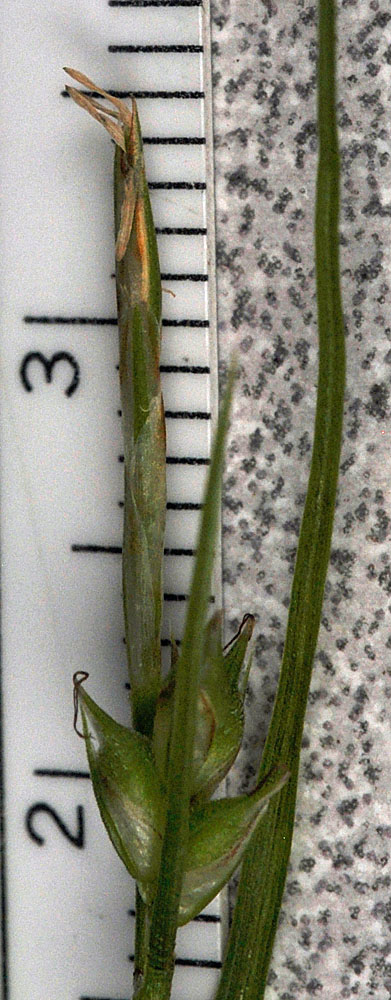 Flora of Eastern Washington Image: Carex rossii