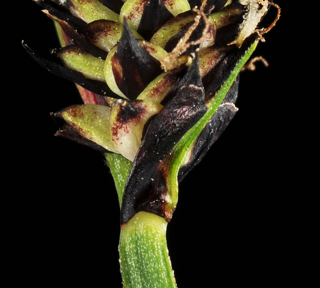 Flora of Eastern Washington Image: Carex scopulorum
