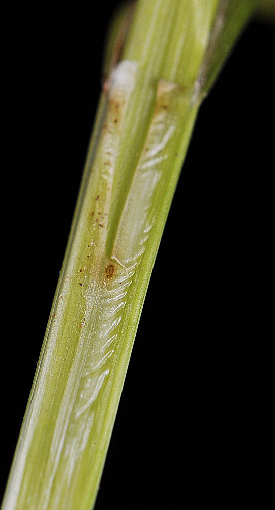 Flora of Eastern Washington Image: Carex stipata