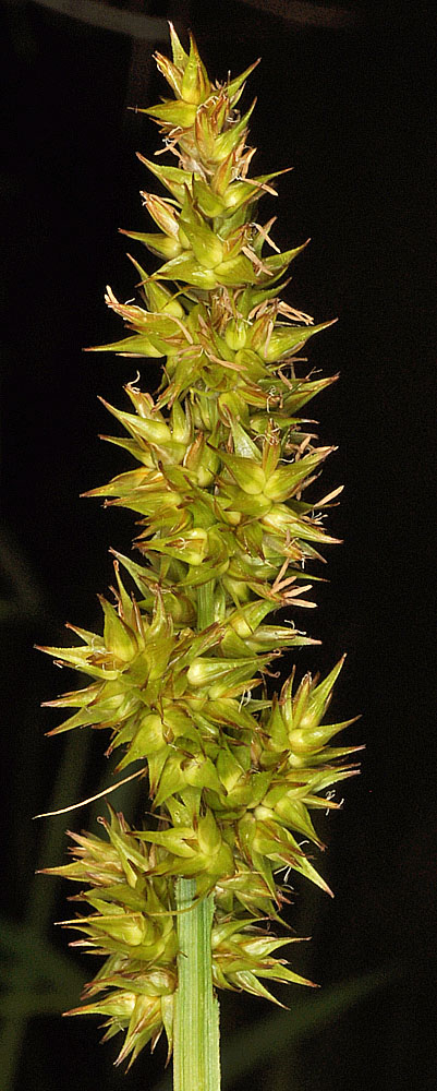 Flora of Eastern Washington Image: Carex stipata