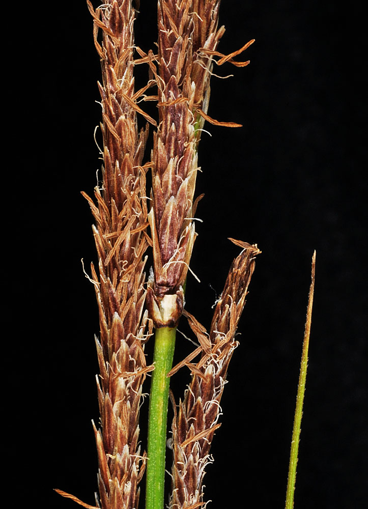 Flora of Eastern Washington Image: Carex utriculata