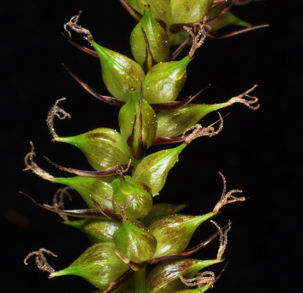 Flora of Eastern Washington Image: Carex utriculata