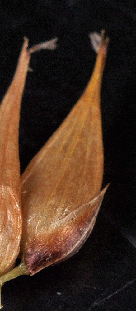 Flora of Eastern Washington Image: Carex vesicaria