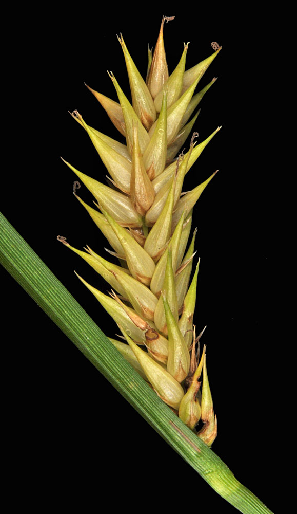 Flora of Eastern Washington Image: Carex vesicaria
