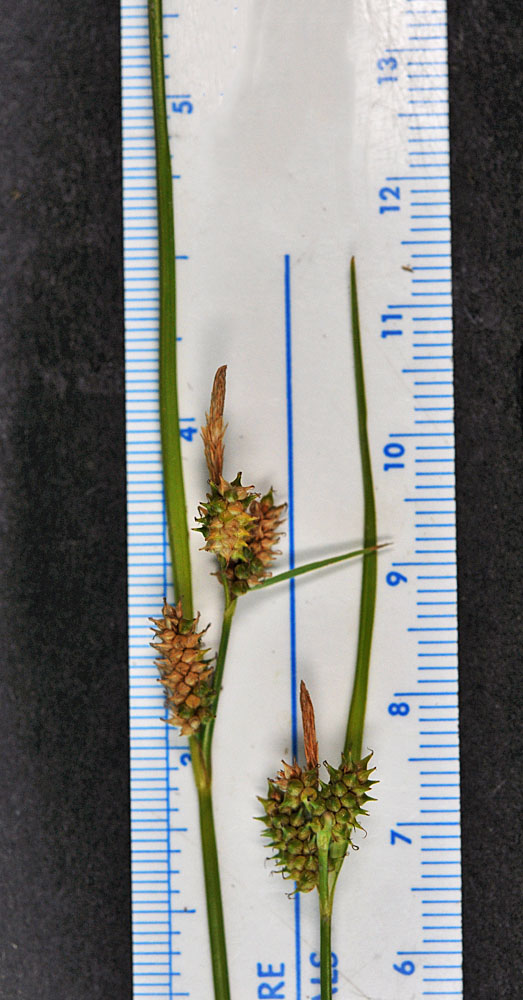 Flora of Eastern Washington Image: Carex viridula