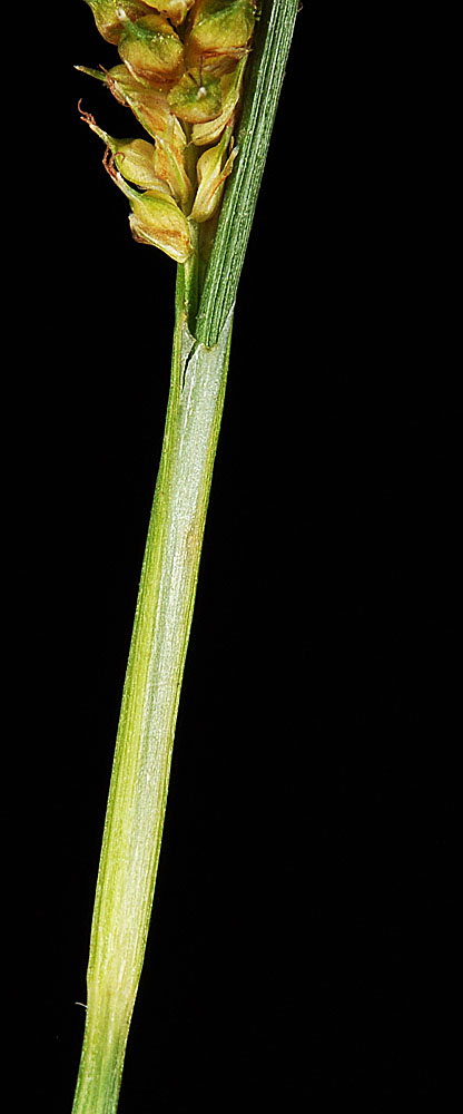 Flora of Eastern Washington Image: Carex viridula