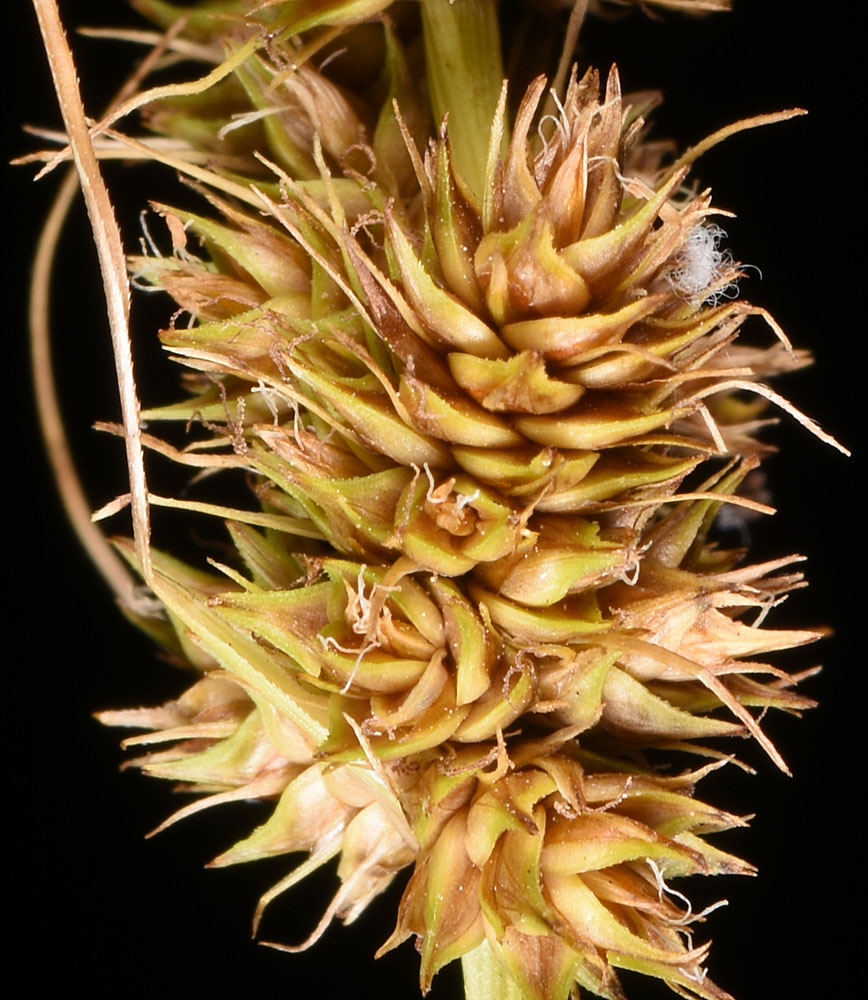 Flora of Eastern Washington Image: Carex vulpinoidea