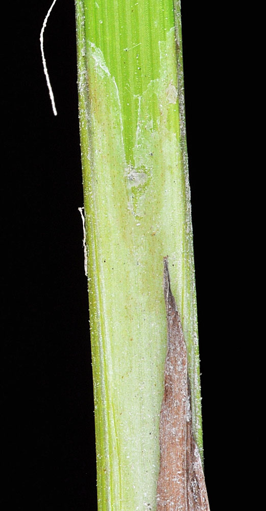 Flora of Eastern Washington Image: Cyperus difformis