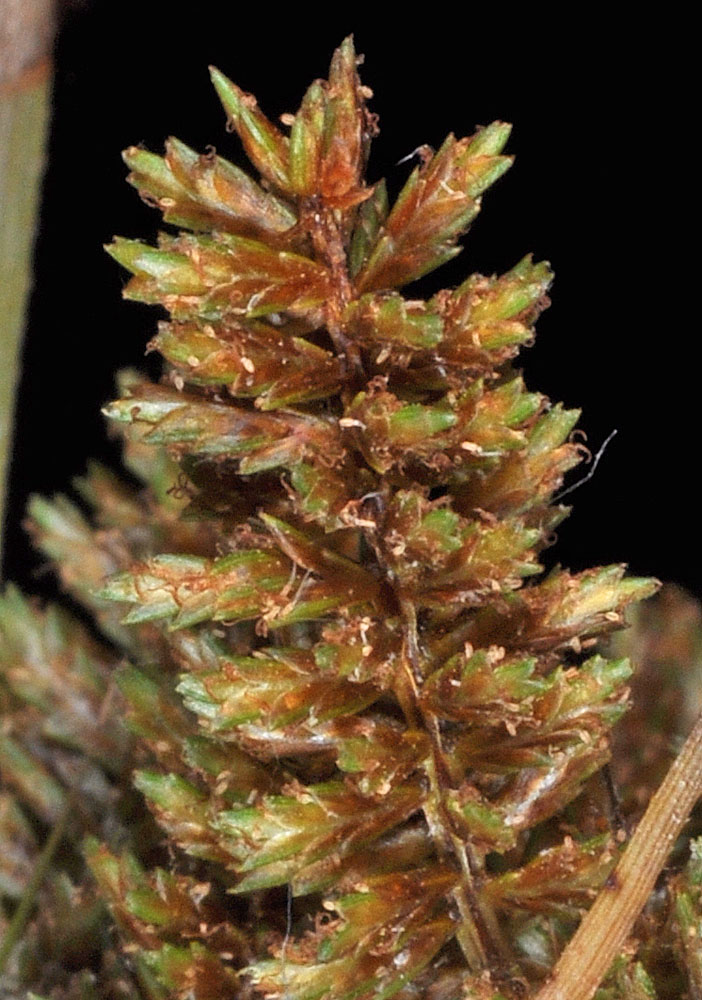 Flora of Eastern Washington Image: Cyperus erythrorhizos