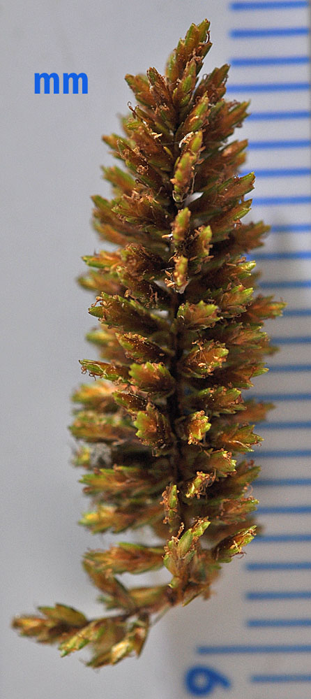 Flora of Eastern Washington Image: Cyperus erythrorhizos