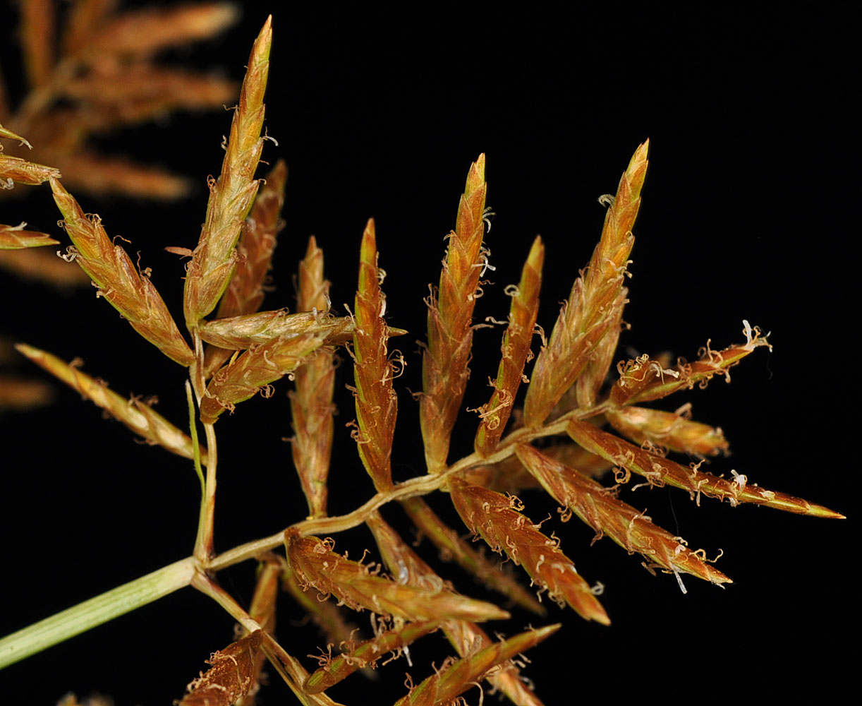 Flora of Eastern Washington Image: Cyperus esculentus