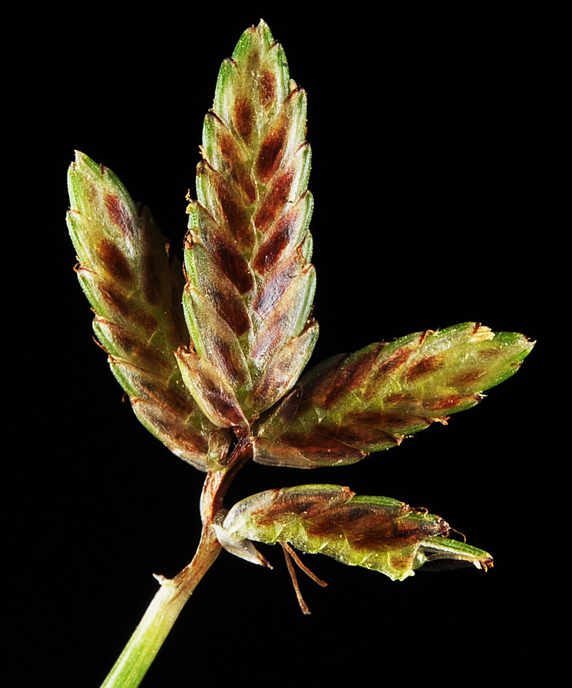 Flora of Eastern Washington Image: Cyperus bipartitus