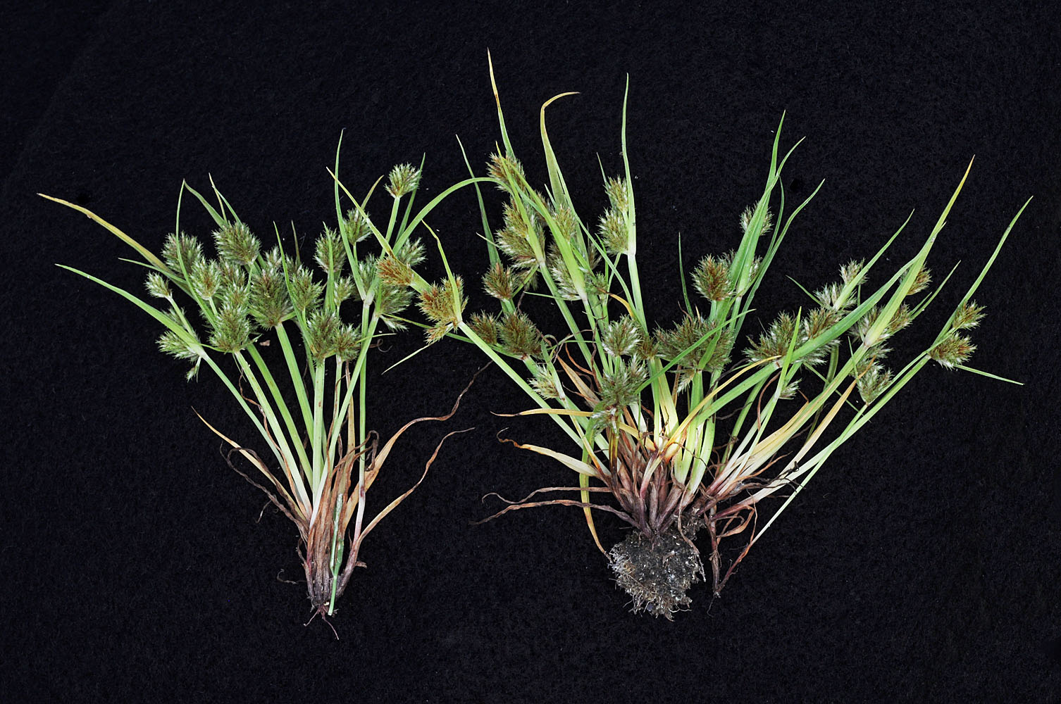 Flora of Eastern Washington Image: Cyperus squarrosus