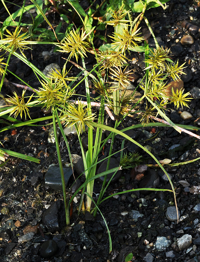 Flora of Eastern Washington Image: Cyperus strigosus