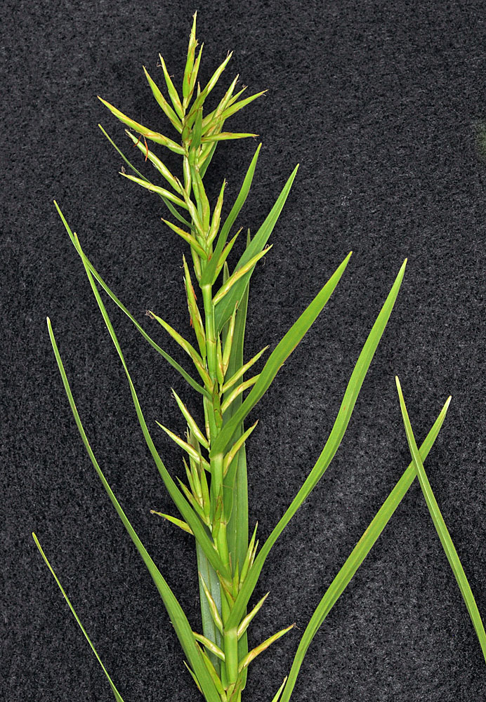 Flora of Eastern Washington Image: Dulichium arundinaceum