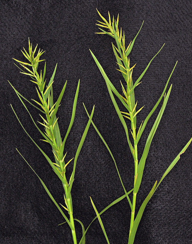 Flora of Eastern Washington Image: Dulichium arundinaceum