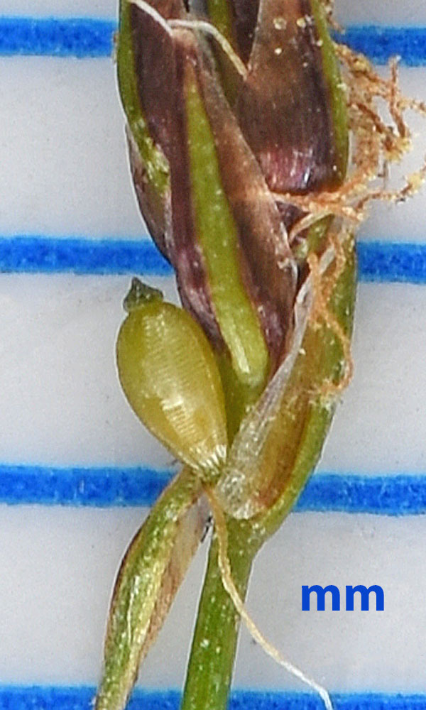 Flora of Eastern Washington Image: Eleocharis acicularis